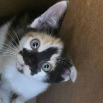Poppy -  Domestic Short Hair Cat for Adoption in Hemet, California - Poppy | PetCurious
