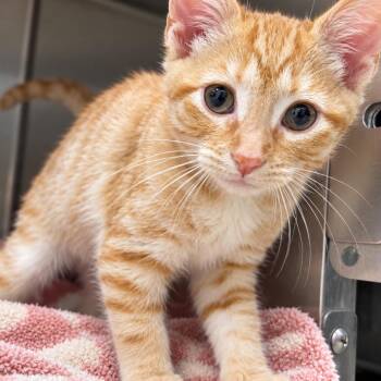 Meow Meow -  Domestic Short Hair Cat for Adoption in Gloucester, Virginia - Meow Meow | PetCurious
