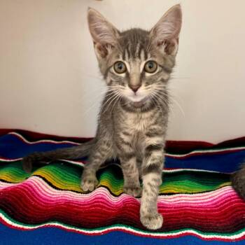 Piper -  Domestic Short Hair Cat for Adoption in Hawthorne, California - Piper | PetCurious