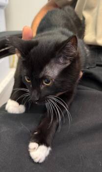Bella -  Domestic Short Hair Cat for Adoption in Belton, Texas - Bella | PetCurious