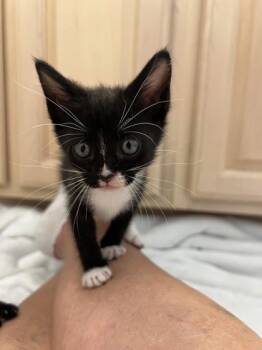 Rescue Domestic Short Hair Cats for Adoption in River Ridge, Louisiana - Susie Cute | PetCurious