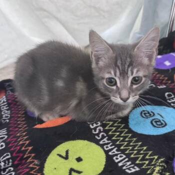 Relish -  Domestic Short Hair Cat for Adoption in West Palm Beach, Florida - Relish | PetCurious