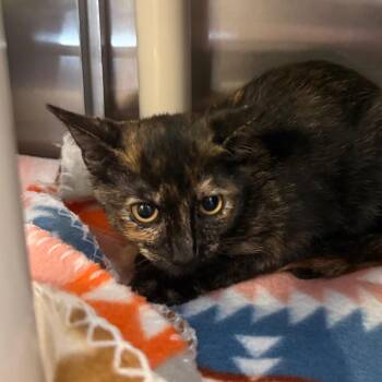 Frightland -  Domestic Short Hair Cat for Adoption - Frightland | PetCurious