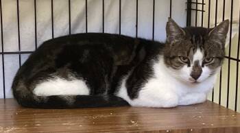 Rescue Domestic Short Hair Cats for Adoption in Muskegon, Michigan - SIDNEY | PetCurious