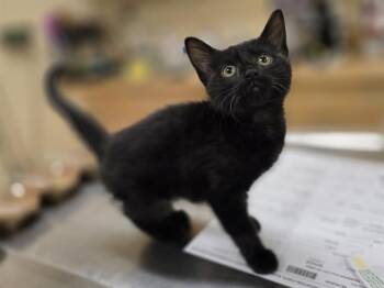 HILDA -  Domestic Short Hair Cat for Adoption in Aliquippa, Pennsylvania - HILDA | PetCurious