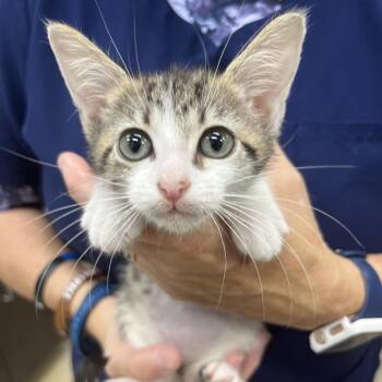 Queso -  Domestic Short Hair Cat for Adoption in Marshall, Virginia - Queso | PetCurious