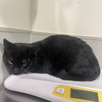 Domestic Short Hair Cats Available for Adoption in Tampa, Florida - Mickey | PetCurious