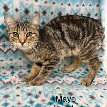 Domestic Short Hair Cats Available for Adoption - Mayo | PetCurious