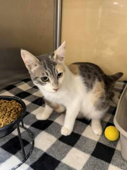 Rescue Torbie and Domestic Short Hair Cats for Adoption in Antioch, California - Alyssa | PetCurious