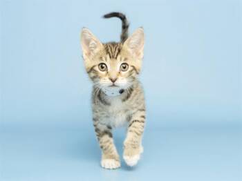 Domestic Short Hair Cats Available for Adoption in Phoenix, Arizona - MICKIE | PetCurious