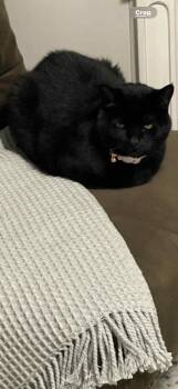 Rescue Domestic Short Hair Cats for Adoption in Charlotte, North Carolina - Bella Bean | PetCurious