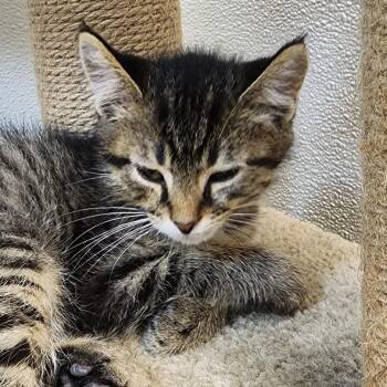 Edgar Alan Poe -  Domestic Short Hair Cat for Adoption in Shinnston, West Virginia - Edgar Alan Poe | PetCurious
