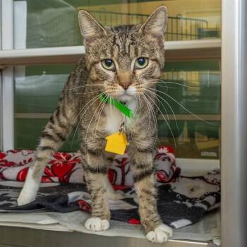 WHISPER -  Domestic Short Hair Cat for Adoption in St. Louis, Missouri - WHISPER | PetCurious