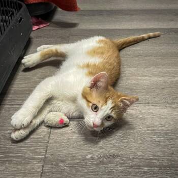 Domestic Short Hair Cats Available for Adoption - Fiyero | PetCurious