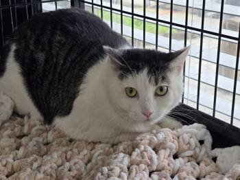 Domestic Short Hair Cats Available for Adoption in Southbury, Connecticut - Tiny | PetCurious