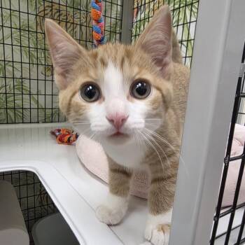 Larry -  Domestic Short Hair Cat for Adoption in Oshkosh, Wisconsin - Larry | PetCurious