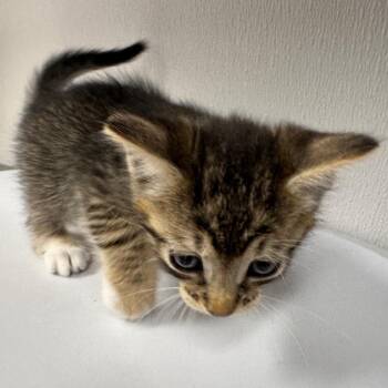 Jack -  Domestic Short Hair Cat for Adoption in Tampa, Florida - Jack | PetCurious