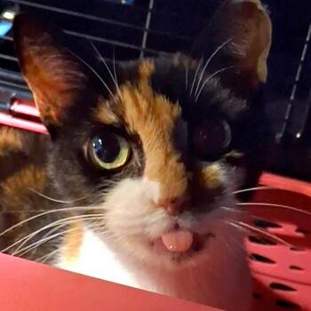 Lola -  Domestic Short Hair Cat for Adoption in Titusville, Florida - Lola | PetCurious