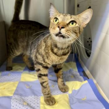 Rescue Domestic Short Hair Cats for Adoption in Baltimore, Maryland - Tibert | PetCurious