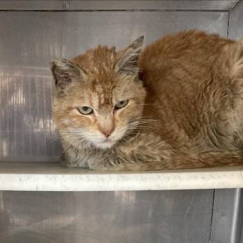 Domestic Short Hair Cats Available for Adoption - Tangerine | PetCurious