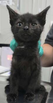 Jack -  Domestic Short Hair Cat for Adoption in Hillsdale, Indiana - Jack | PetCurious