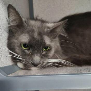 Domestic Medium Hair Cats Available for Adoption - Goldie | PetCurious