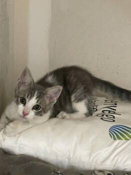 Kelvin -  Domestic Short Hair Cat for Adoption in Dayton, Ohio - Kelvin | PetCurious