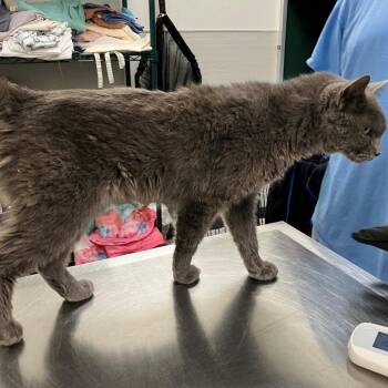 Pusheen -  Domestic Short Hair Cat for Adoption in Las Cruces, New Mexico - Pusheen | PetCurious