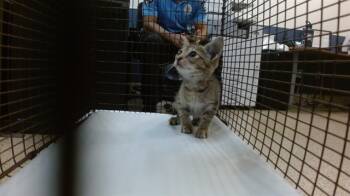 Rescue Domestic Short Hair Cats for Adoption in Doral, Florida - DALIA | PetCurious