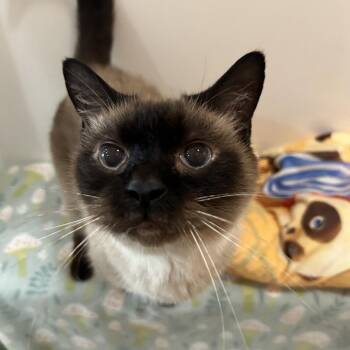 Jonny -  Siamese Cat for Adoption in Muncie, Indiana - Jonny | PetCurious