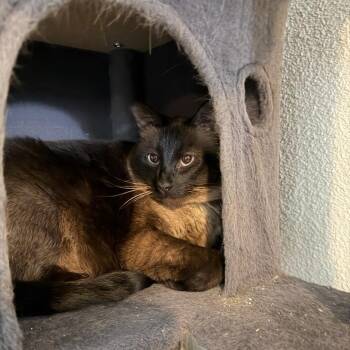 Siamese Cats Available for Adoption in Dickinson, Texas - Potato | PetCurious