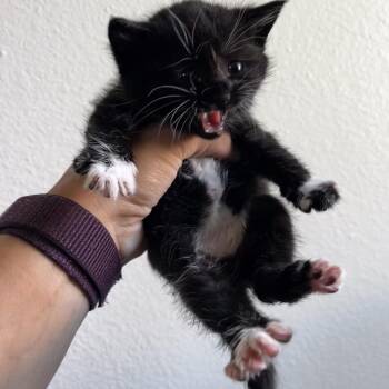 Domestic Short Hair Cats Available for Adoption in Westminster, California - Madagascar | PetCurious