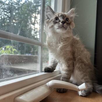 James -  Domestic Long Hair and Siamese Cat for Adoption in Belfair, Washington - James | PetCurious