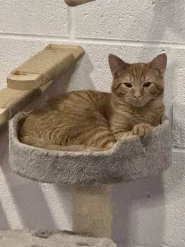 Calcifer -  Domestic Short Hair Cat for Adoption in Ferndale, Michigan - Calcifer | PetCurious