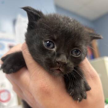 Atticus -  Domestic Short Hair Cat for Adoption in Saint Joseph, Missouri - Atticus | PetCurious
