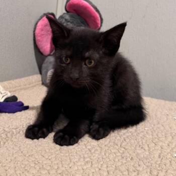 Reese -  Domestic Short Hair Cat for Adoption in Tampa, Florida - Reese | PetCurious