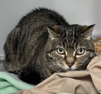 Rescue Domestic Short Hair Cats for Adoption in Cumming, Georgia - Broccoli Slaw 1043-25 | PetCurious