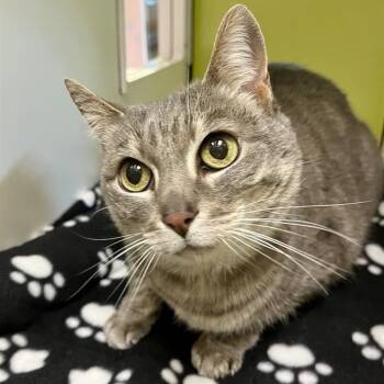 Domestic Short Hair Cats Available for Adoption in Temecula, California - Misty | PetCurious
