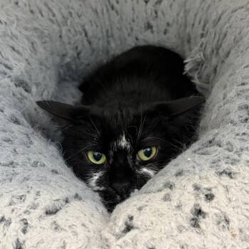 Domestic Short Hair Cats Available for Adoption - COOKIE | PetCurious