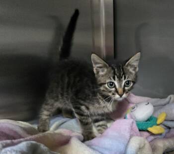 Squeakers -  Domestic Short Hair Cat for Adoption in Dickson, Tennessee - Squeakers | PetCurious