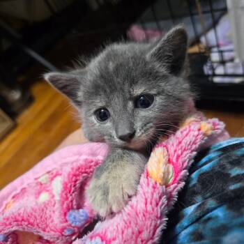 Jam McGuire -  Domestic Short Hair Cat for Adoption in Eagle Mountain, Utah - Jam McGuire | PetCurious