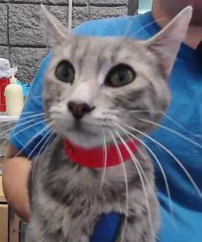 BABY BOY -  Domestic Short Hair Cat for Adoption in Tulsa, Oklahoma - BABY BOY | PetCurious
