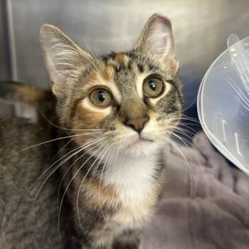 Marsh Daisy -  Domestic Short Hair Cat for Adoption in Walnut Creek, California - Marsh Daisy | PetCurious