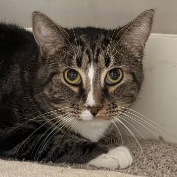 Larry -  Domestic Short Hair Cat for Adoption in Huntsville, Alabama - Larry | PetCurious
