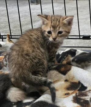KITTENS -  Tabby Cat for Adoption in Claremore, Oklahoma - KITTENS | PetCurious