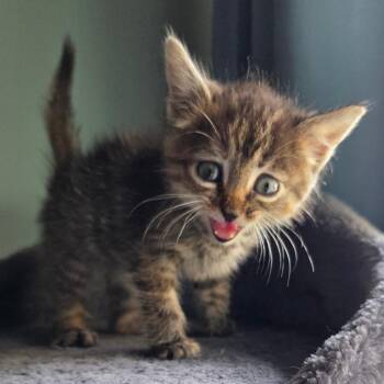 Birch -  Domestic Short Hair Cat for Adoption in Normal, Illinois - Birch | PetCurious