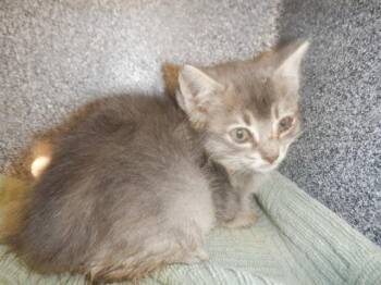 CHARCOAL -  Domestic Medium Hair Cat Available for Adoption in San Jose, California - CHARCOAL | PetCurious