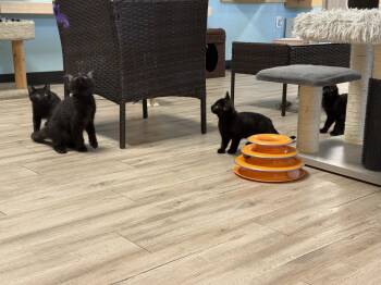 Willow Flea -  Domestic Medium Hair Cat for Adoption in Chandler, Arizona - Willow Flea | PetCurious