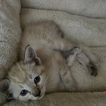 Blondie -  Siamese and Domestic Short Hair Cat for Adoption in Bedford, New Hampshire - Blondie | PetCurious