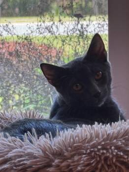 Petey -  Domestic Short Hair Cat for Adoption in PORT WENTWRTH, Georgia - Petey | PetCurious